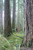 PICTURES/Sol Duc - Ancient Groves/t_Treesa.JPG